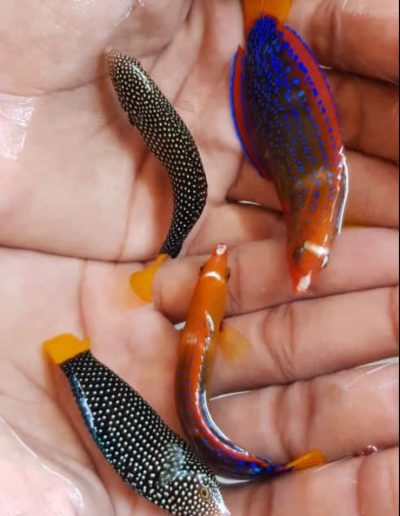 ikan warna warni